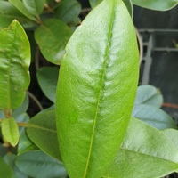 Rhododendron cf. pseudomaddenii SDR9423